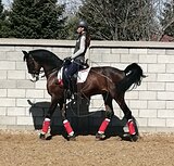 Выездковый мерин