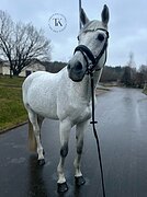 ЭЛЕМЕНТЫ ЮНОШЕСКИХ ЕЗД