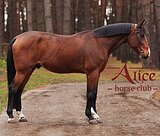 Чистый ветчек