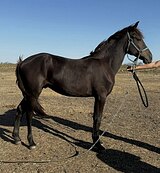 Молодой жеребец дешево