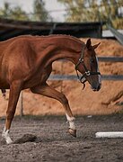 Тракененская кобыла, 23гр