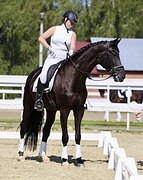 КОБЫЛА В ВЫЕЗДКУ