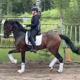 ОЧЕНЬ ПЕРСПЕКТИВНАЯ КОБЫЛА