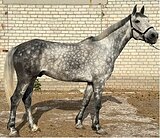 Орловский рысак