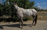 Либерти