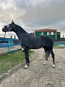 орловский рысак в конкур