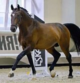 УНИВЕРСАЛЬНЫЙ ЖЕРЕБЕЦ