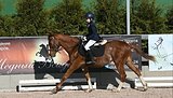 Пони 149 в холке