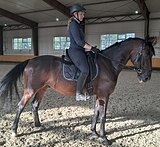 МЕРИН ПОД ЛЮБОГО ВСАДНИКА