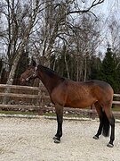 Мерин 2019 гр, 160 вх