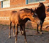 ПЕРСПЕКТИВНАЯ КОБЫЛКА 