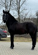 Мерин 