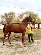будённовец в спорт