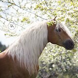 СОЛОВЫЙ МЕРИН 151 СМ В ХОЛКЕ