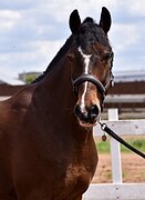 МЕРИН, РЕГУЛЯРНО В ПРИЗАХ