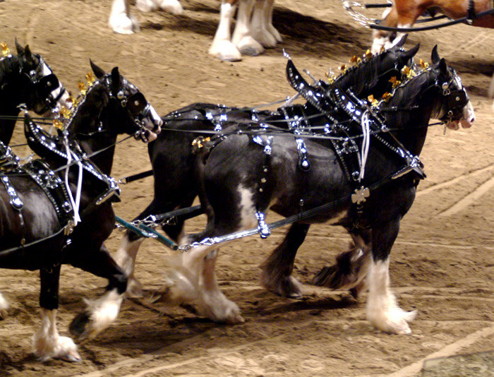 Это соперники предыдущх тяжиков. Смотрите как похожи. Допускались Clydesdale, Shire, Percheron, Belgian Draft. Кто из них эти ребятки, я тоже не знаю:)