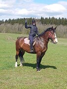 в упряжь / хобби