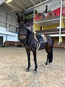 Лошадь самовоз для ребенка 