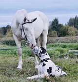 Нарядный жеребчик 