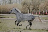 Троеборная кобыла , 120 маршр