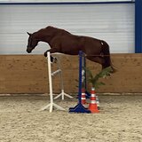 Прыгучий мерин 4 года