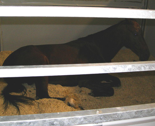 ахалтекинская порода,масть гнедая,год 2002,место рождения ооо ставропольский конный завод №170 
