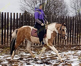 Пони класс жеребец