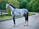Кобыла в конкур, 4 года