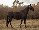 АХАЛТЕКИНСКАЯ КОБЫЛА