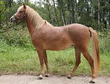 МОЛОДАЯ ПОНИ, ДЕТСКИЙ СПОРТ