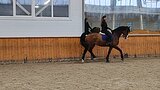 Мерин 2014