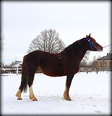 Роза Ветров