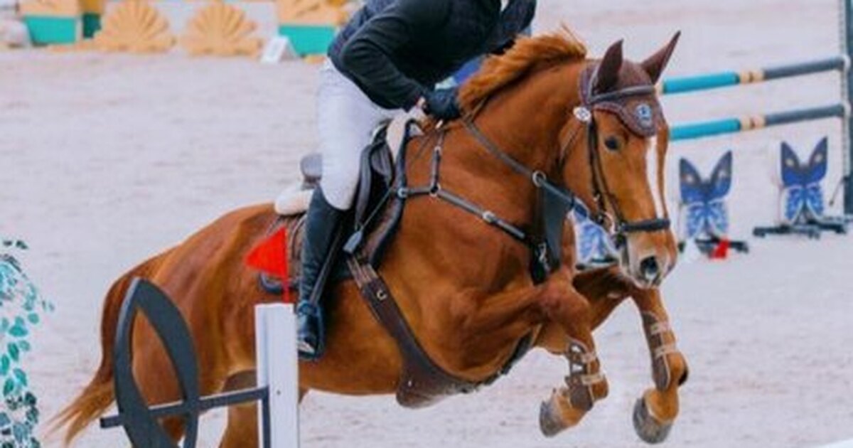 Женский конный спорт