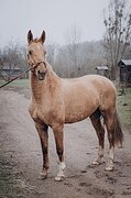 Нарядная кобыла