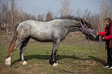 Кобыла шайр 