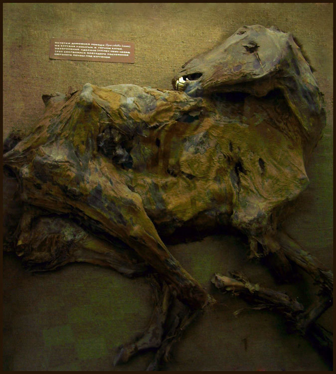 Санкт-Петербургский Зоологический музей. Остатки домашней лошади из кургана в Горном Алтае. Захоронение сделано 2400 лет тому назад.
