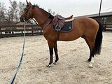 Жеребец 2018 гр