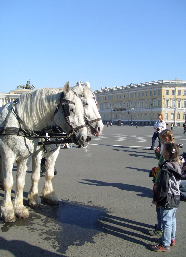 Дети-это кони,Кони-это дети