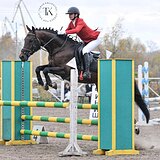 ГОЛШТИНСКИЙ МЕРИН 5 ЛЕТ