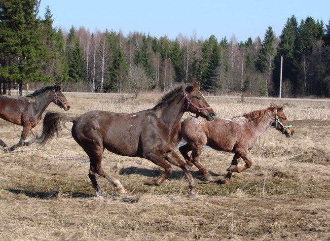 лошади на выгуле))