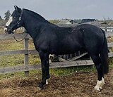 БЕЗОПАСНЫЙ МОЛОДОЙ МЕРИН