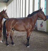 МЕРИН В КОНКУР/ХОББИ