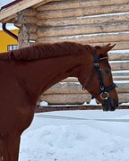 Молодой мерин в конкур