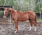 Нарядный жеребец, растет