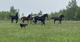 Жеребята тракененские и по