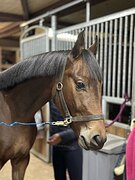 Полукровный мерин 