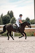 Пони 145 вх выездка / конкур