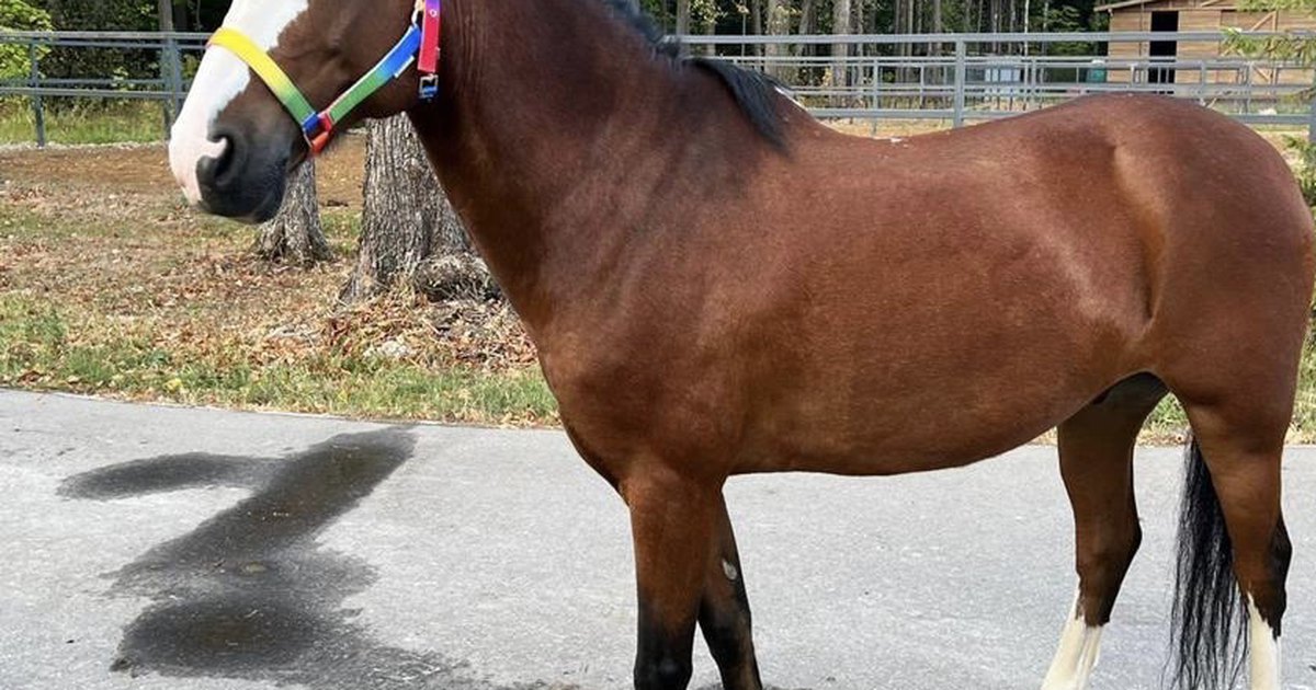 To horse later перевод. Horse teachers. Horse teachers. Пат парелли. Horse teachers.