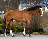 Мерин на маршруты 120-130