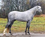 ЭФФЕКТНЫЙ ЖЕРЕБЕЦ • ЗАЕЗЖЕ